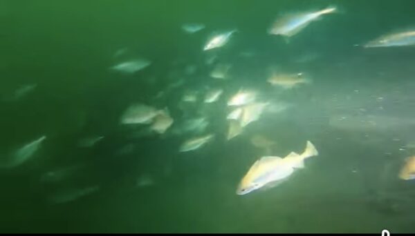 Great days diving